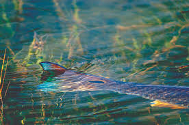 Bass fish fishing drops wallpapers 1920×1200. 49 Offshore Fishing Wallpaper On Wallpapersafari