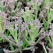 Image result for Kalanchoe dyeri
