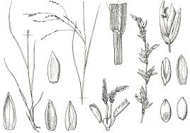 Image result for Steinchisma