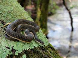Herp Love Snake Beautiful Snakes North American Wildlife