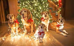 Even though each species has its own distinct looks and characteristics. 45 Christmas Of Dogs Wallpapers On Wallpapersafari