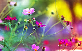 480x800 360x640 320x480 320x480 320x240 240x400 240x320. Mobile Best Wallpapers Free Download Group 61