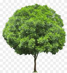 Populus section aigeiros is a section of three species in the genus populus, the poplars. Populus Sect Aigeiros Png Images Pngwing