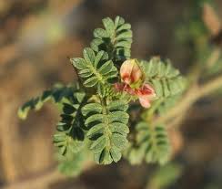 Image result for Indigofera colutea