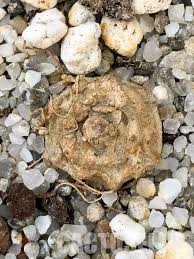 Image result for Dorstenia psilurus