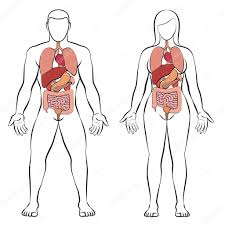 Female body anatomy education part 1 : Digestive Tract With Internal Organs Male And Female Body Schematic Human Anatomy Illustration Isolated Vector On White Background Premium Vector In Adobe Illustrator Ai Ai Format Encapsulated Postscript Eps Eps Format