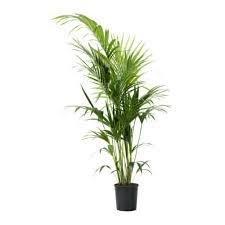 howea forsteriana kentia palm potted plant ikea kentia palm plants indoor palms