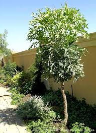 Image result for Cussonia sessilis