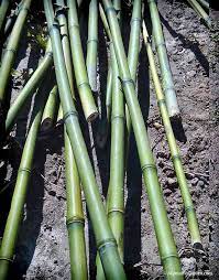 Avoid cutting shoots that are soft. Creating Curved Bamboo Stakes