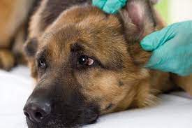 How to prevent dog ear infections. Dog Ear Infections Symptoms Causes Treatment And Prevention