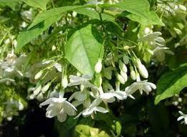 Ki putri (podocarpus neriifolius) adalah spesies pohon konifer dalam keluarga podocarpaceae, dan masih berkerabat dekat dengan lohansung (podocarpus macrophyllus) dan kayu keramat (podocarpus polystachyus). Cara Budidaya Pohon Anting Putri Dengan Mudah