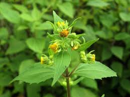 Image result for Sigesbeckia