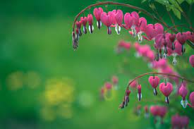 What is the meaning of hearts and flowers? Bleeding Heart Flower Meaning Flower Meaning
