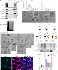 El contracteaz= o nou= datorie, neav]nd bani. Specificities Of Exosome Versus Small Ectosome Secretion Revealed By Live Intracellular Tracking Of Cd63 And Cd9 Nature Communications