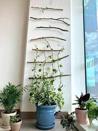Twig Trellis Trellis Plants Indoor Plant Trellis Indoor Climbing Plants
