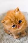 Persian Cat Breed Profile | Petfinder