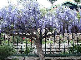 Plantfiles Pictures Chinese Wisteria Wisteria Sinensis By Palmbob Wisteria Plant Chinese Wisteria Wisteria Pergola