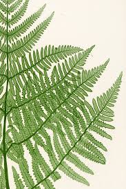 Image result for Pteridium