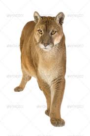 Puma 17 Years Puma Concolor Mountain Lion Animals Feline