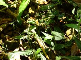 Image result for Isachne