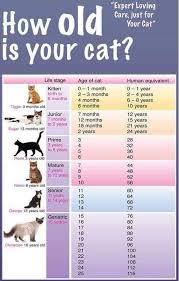 So, how can you calculate your cat's age in typical human years? How Old Is Your Cat Cat Ages Cat Years Crazy Cats