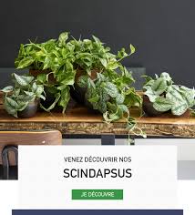 Retrouvez tous nos conseils d'experts pour fleurir, entretenir et aménager vos espaces verts. Jardinerie En Ligne Achat Vente Plante De Jardin Ma Petite Jardinerie