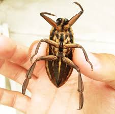 I usually only see it at night, but today i saw 1 in the day time. Badpests Comwater Bug Identification Size Bite Pictures And Facts