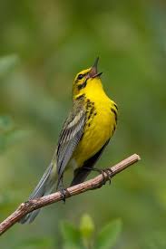 Birds In My Area App Prairie Warbler By Muskrat S Photos Birds Beautiful Birds Wild Birds