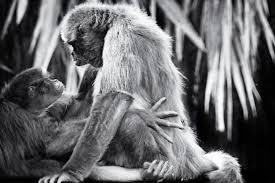 Porn Monkeys by Grégory Herpe (2022) : Photography Digital on Paper -  Singulart