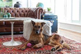 Free shipping on orders over $25 shipped by amazon. Keep Your Pets Happy Without A Yard Apartment Therapy