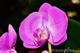 Phalaenopsis Is The Scientific Name For This Purple Orchid Orchids Moth Orchid Purple Orchids