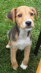 What is the best terrier dog breed? Bailey The Beagle Terrier X Pup Needs A New Home Dawg