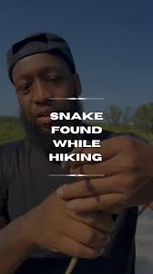 Ringneck snakes are tiny snakes (usually only growing to a max of 10"-15")  . The feed