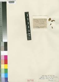 Image result for Humularia