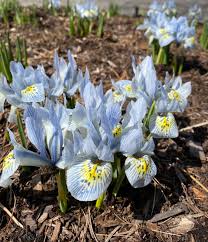 Image result for Scleria globonux