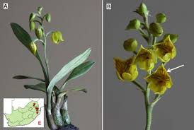 Image result for Polystachya albescens