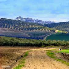 Olive Grove Spain Tours Pilgrimage Scenery