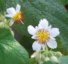 Image result for Sparrmannia