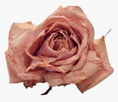 You can always download and modify the image size according to your needs. Aesthetic Png Flower Vintage Transparent Png Transparent Png Image Pngitem