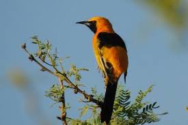 Yellow Birds Of Southern Arizona The Birds Of Arizona Are Diverse And Live In Amazingly Beautiful Areas Throughout The State From The Deserts Of Southern Arizona To State Parks Arizona Birds