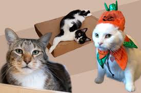 Famous Internet Cats Ranking Best Funny Cat Videos Memes Time