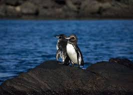 Galapagos penguins on lava rocks in the galapagos national park and marine reserve. 12 Galapagos Penguin Facts Adaptations Breeding Size Location Latin Roots Travel