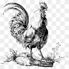 Maybe you would like to learn more about one of these? Rooster Chicken Drawing Transparent Png Image Clipart Ios Heart Emoji Png Png Download 900x600 3766333 Pngfind