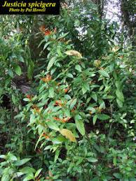 Image result for Justicia sp. A cf. engleriana