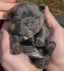 These colors and combinations of colors are not considered acceptable as far as the kennel club's standards go. Chocolate Tri French Bulldog Newborn Frenchbulldogszeichnung Bulldog Bulldog Puppies French Bulldog Puppies