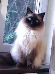 Mozart Ragdoll Of The Week Pretty Cats Cute Cats Gorgeous Cats