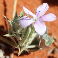 Image result for Barleria tanzaniana