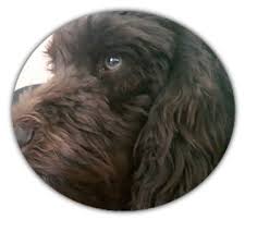 Double bowl kitchen sink at walmart and save. Original Australian Labradoodle Original Australian Labradoodle Welpen