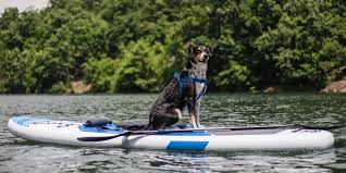 Can you take a dog in an inflatable kayak? 7 Best Kayaks For Dogs Reviews And Buying Guide