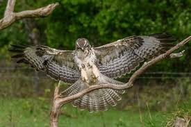 De buizerd is een vleeseter. Almost Landed Buizerd Buteo Buteo Animal Insect Photos To Whom It May Concern